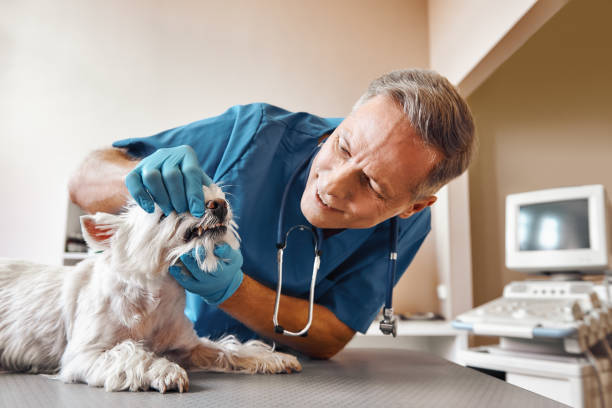 Best After-Hours Dental Trauma Care in West St Paul, MN